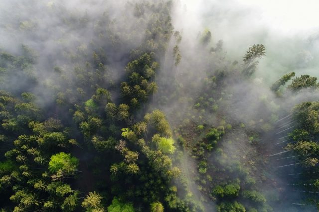 Ein Wald von oben an einem Frühlingsmorgen im Nebel